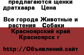 предлагаются щенки дратхаара › Цена ­ 20 000 - Все города Животные и растения » Собаки   . Красноярский край,Красноярск г.